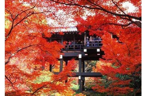 秒杀樱花季，这才是日本最美的风