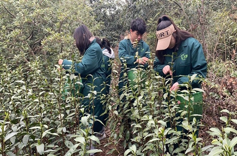 助力企业碧螺春茶叶生产 校企共育非